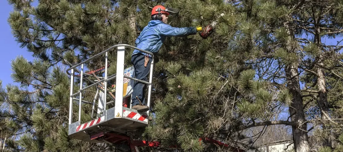 Tree Loppers and Pruning: Keeping Trees Safe, Healthy, and Well Shaped Tree Loppers and Pruning: Keeping Trees Safe, Healthy, and Well Shaped