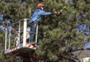 Tree Removal