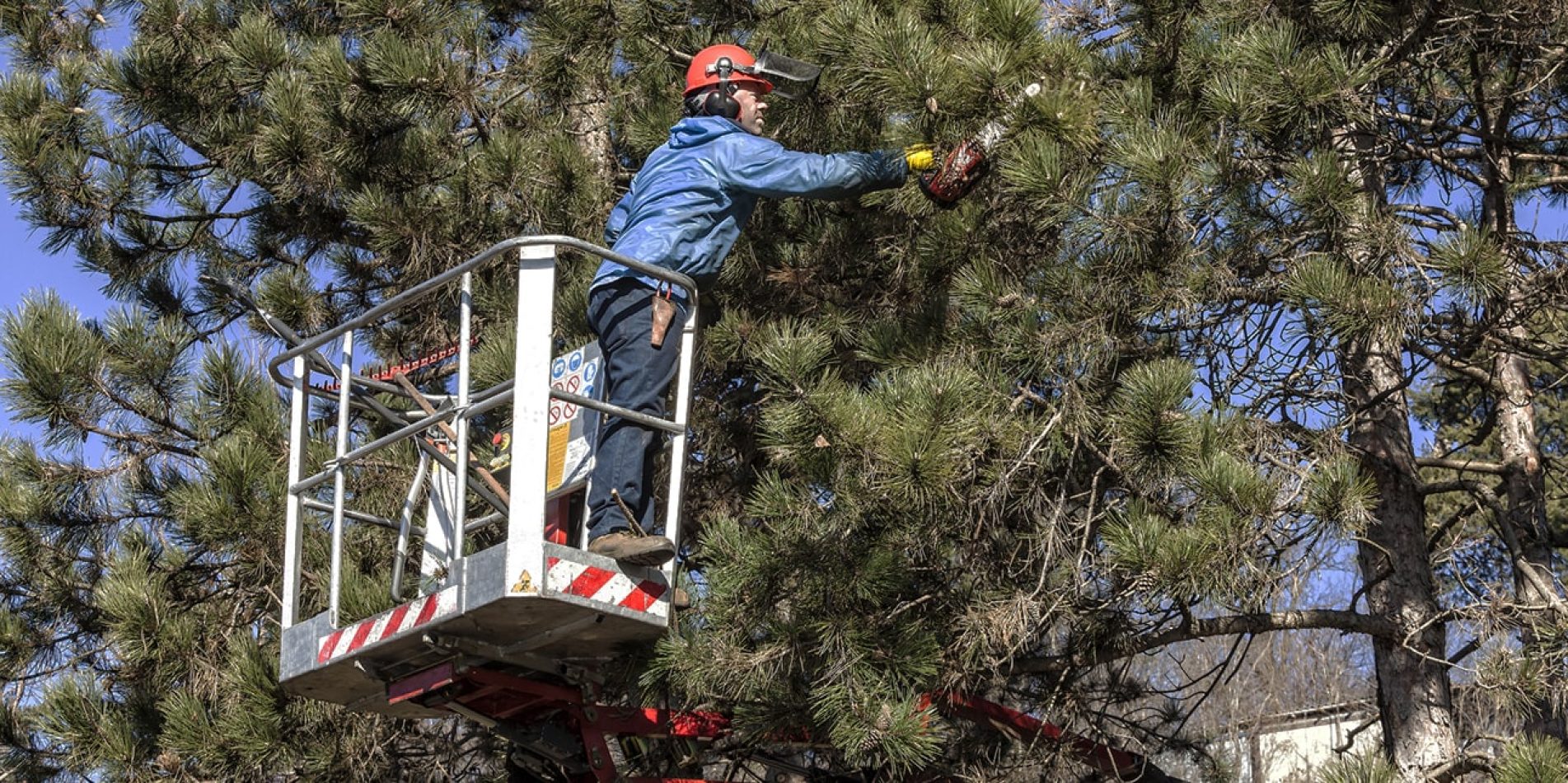 Trimming, Pruning<br> or Complete Tree Removal