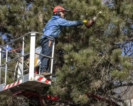 Tree Loppers and Pruning: Keeping Trees Safe, Healthy, and Well Shaped