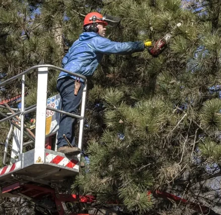 Tree Loppers and Pruning: Keeping Trees Safe, Healthy, and Well Shaped