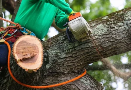 Tree Removal