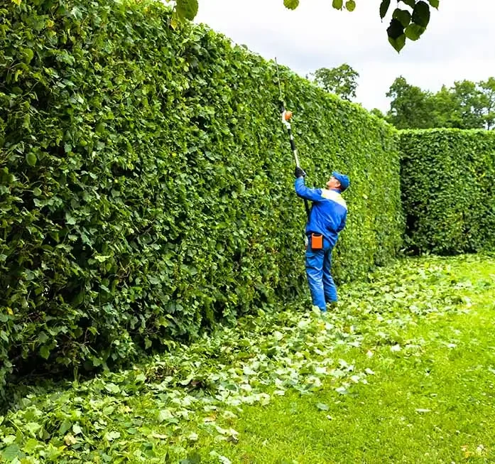 Tree Pruning, Trimming & Hedging Services Melbourne