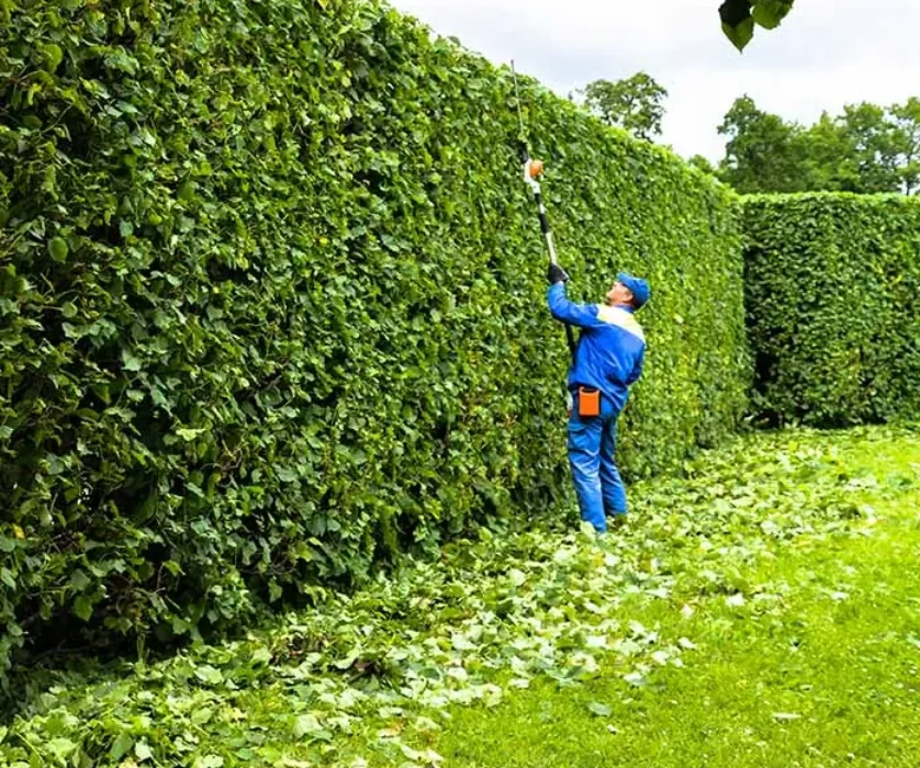 Tree Pruning, Trimming & Hedging Services Melbourne