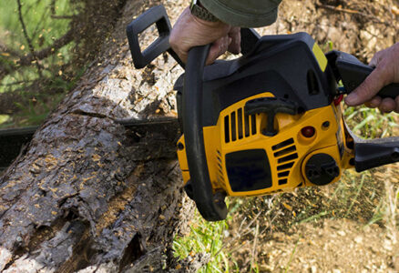 Tree Pruning, Trimming & Hedging