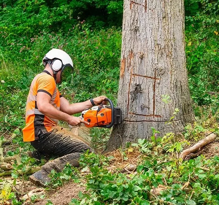 Tree Removal & Tree Cutting Services in Melbourne