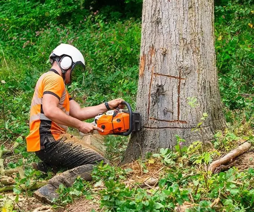 Tree Cutting and Tree Removal in Melbourne