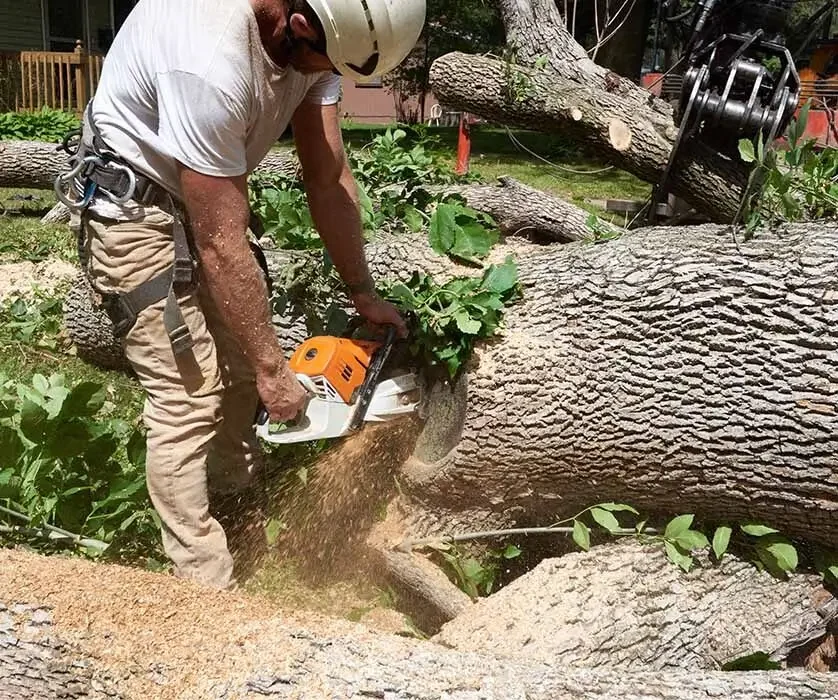 Tree Removal and Tree Cutting Process
