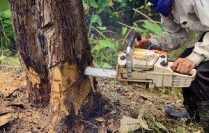 Professional Tree Removal Services Melbourne