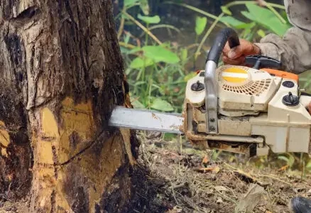 Tree Lopping