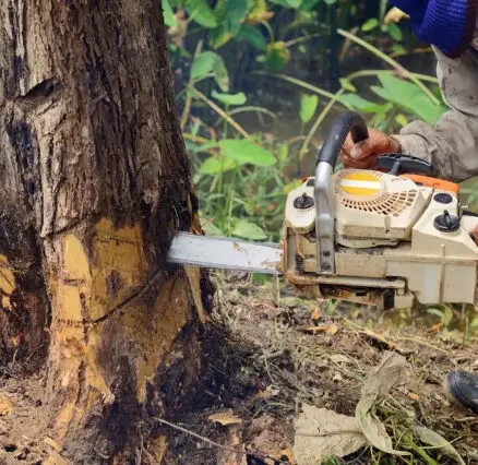 Tree Lopping