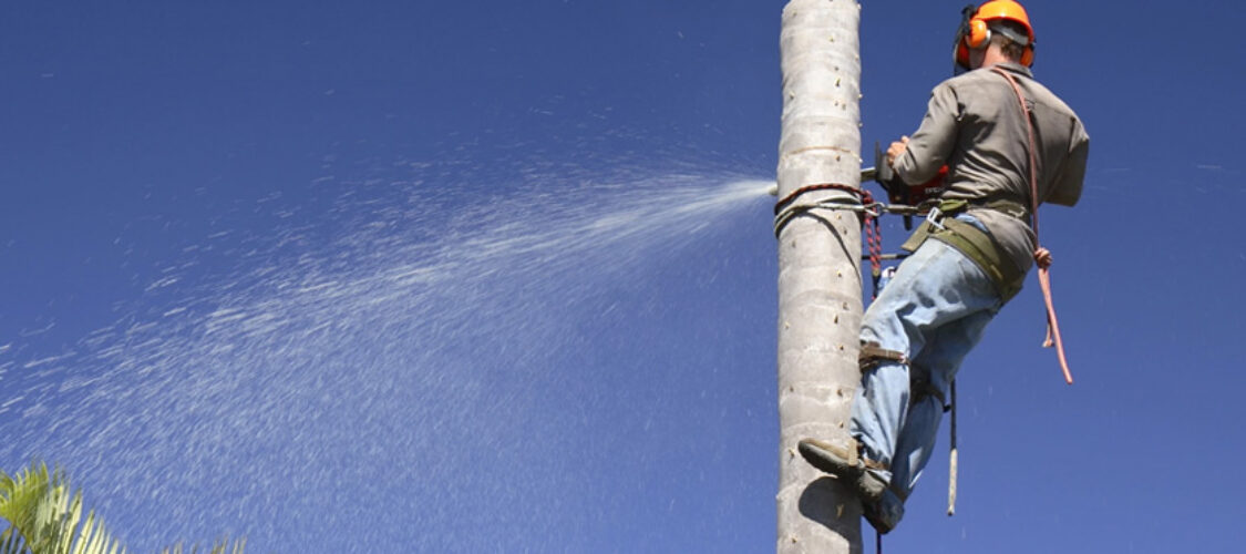 Sustainability in Tree Services: Terrific Trees’ Green Approach to Tree Care Sustainability in Tree Services: Terrific Trees’ Green Approach to Tree Care