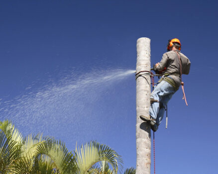 Sustainability in Tree Services: Terrific Trees’ Green Approach to Tree Care