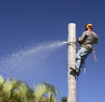 Sustainability in Tree Services: Terrific Trees’ Green Approach to Tree Care
