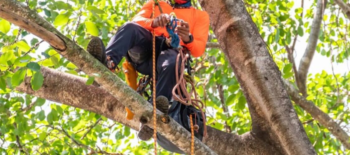 Arborists in Melbourne: Professional Tree Care From the Ground Up