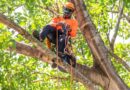 What Happens During a Tree Cutting Job?