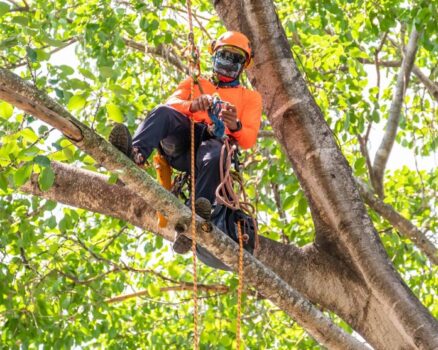 Arborists in Melbourne: Professional Tree Care From the Ground Up