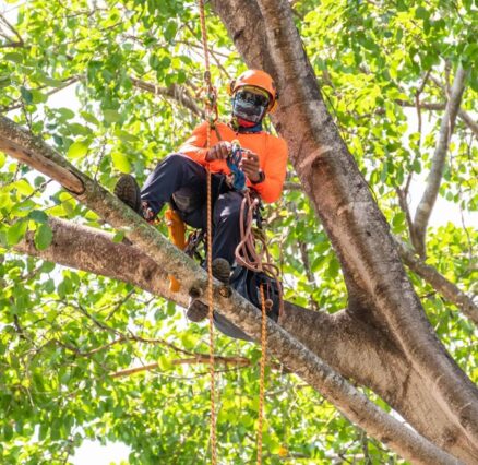 Arborists in Melbourne: Professional Tree Care From the Ground Up