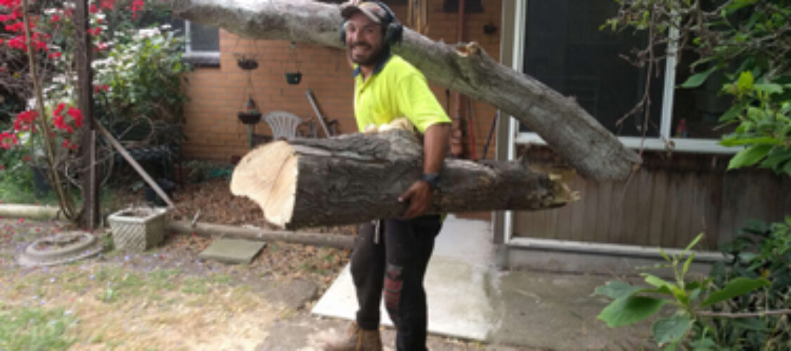 Tree Removal in Melbourne and Finding Reliable Tree Removal Near You Tree Removal in Melbourne and Finding Reliable Tree Removal Near You