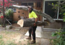 Tree Removal Melbourne