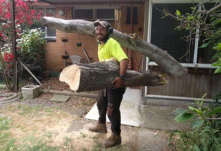 Tree Pruning, Trimming & Hedging