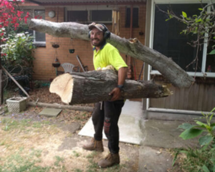 Tree Removal in Melbourne and Finding Reliable Tree Removal Near You