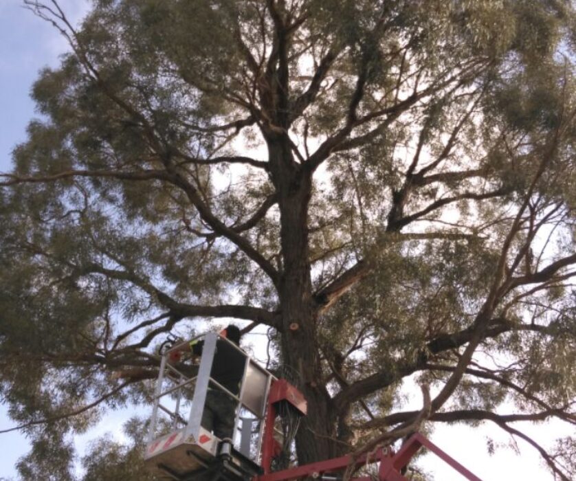 Tree Removal Melbourne