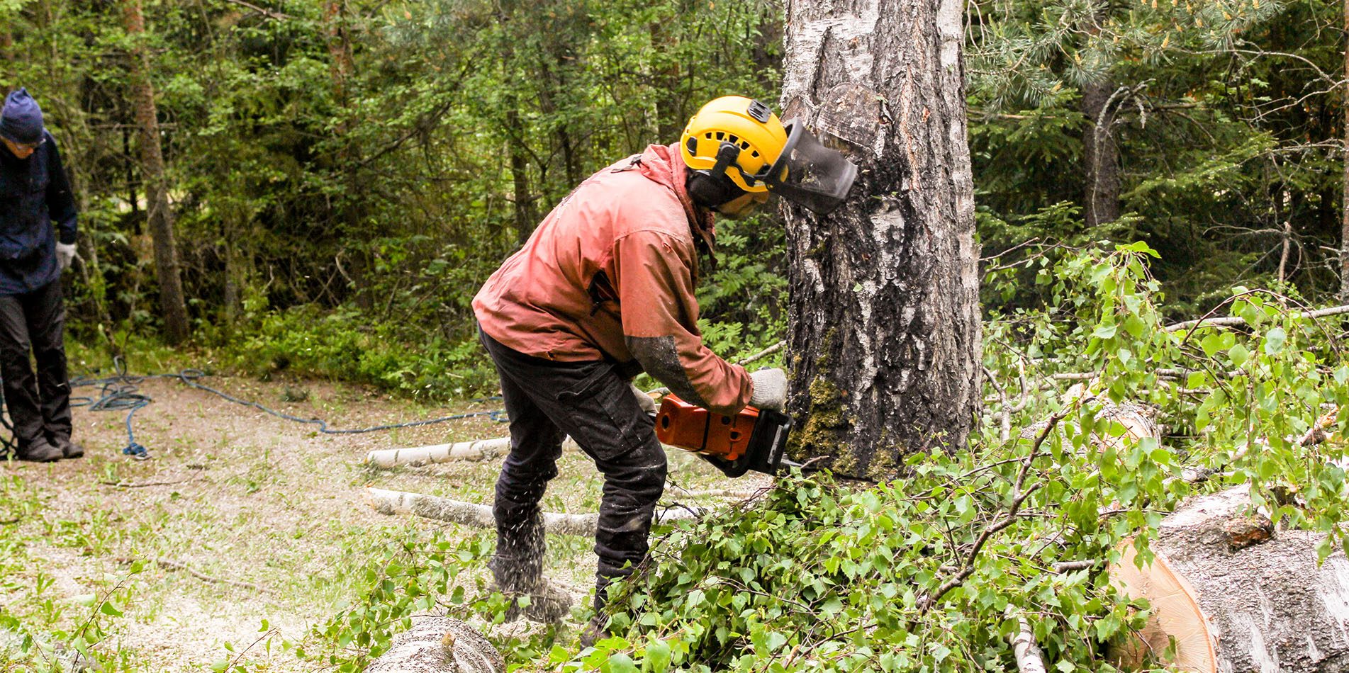 Tree Removal<br> and Stump Grinding