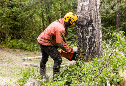 Tree Cutting & Branch Removal