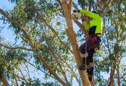 Stump Removal & Grinding Maribyrnong