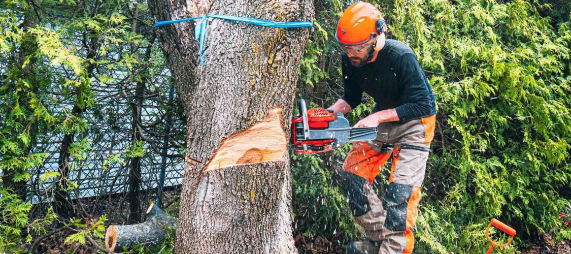 Comprehensive Tree Care: Why Melbourne Homeowners Trust Terrific Trees