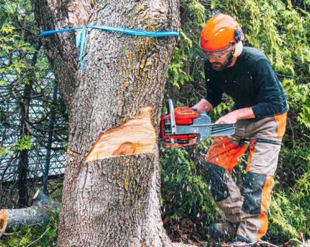 Comprehensive Tree Care: Why Melbourne Homeowners Trust Terrific Trees