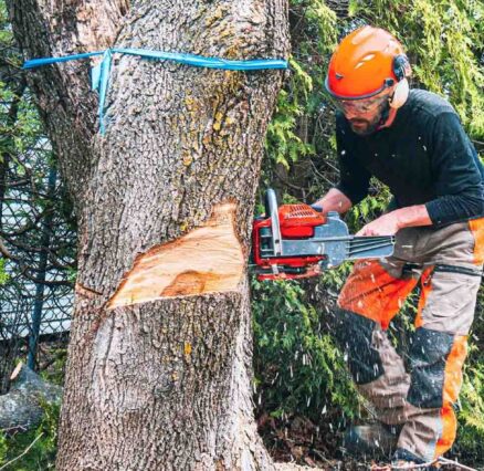 Comprehensive Tree Care: Why Melbourne Homeowners Trust Terrific Trees