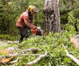 Emergency Tree Removal Process Works Emergency Tree Removal Process Works