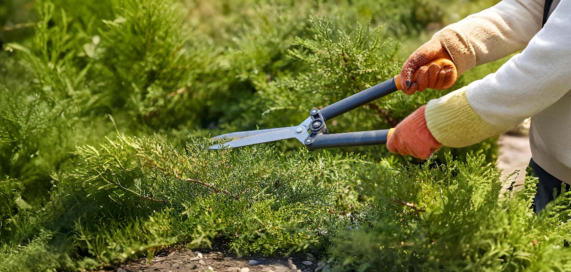 Tree arborist Melbourne