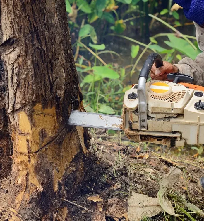 tree services Melbourne