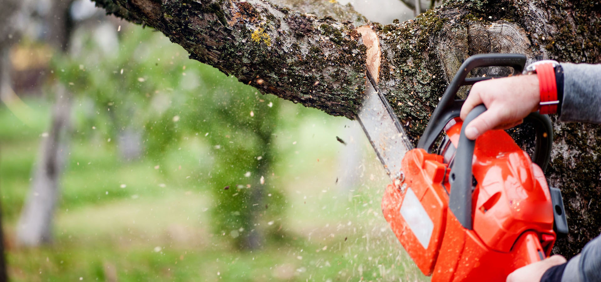Award Winning Tree Removal Service