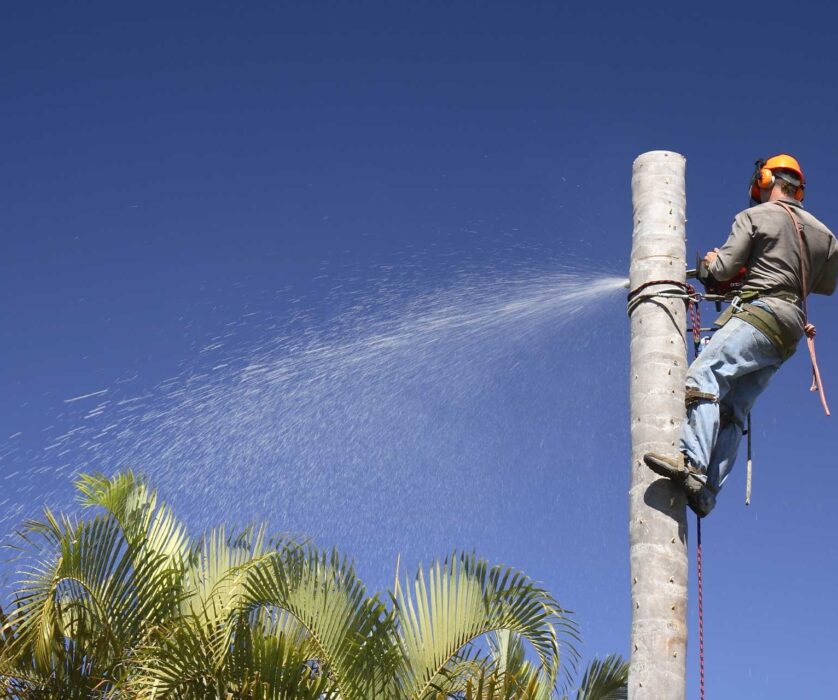 Tree Cutting Services