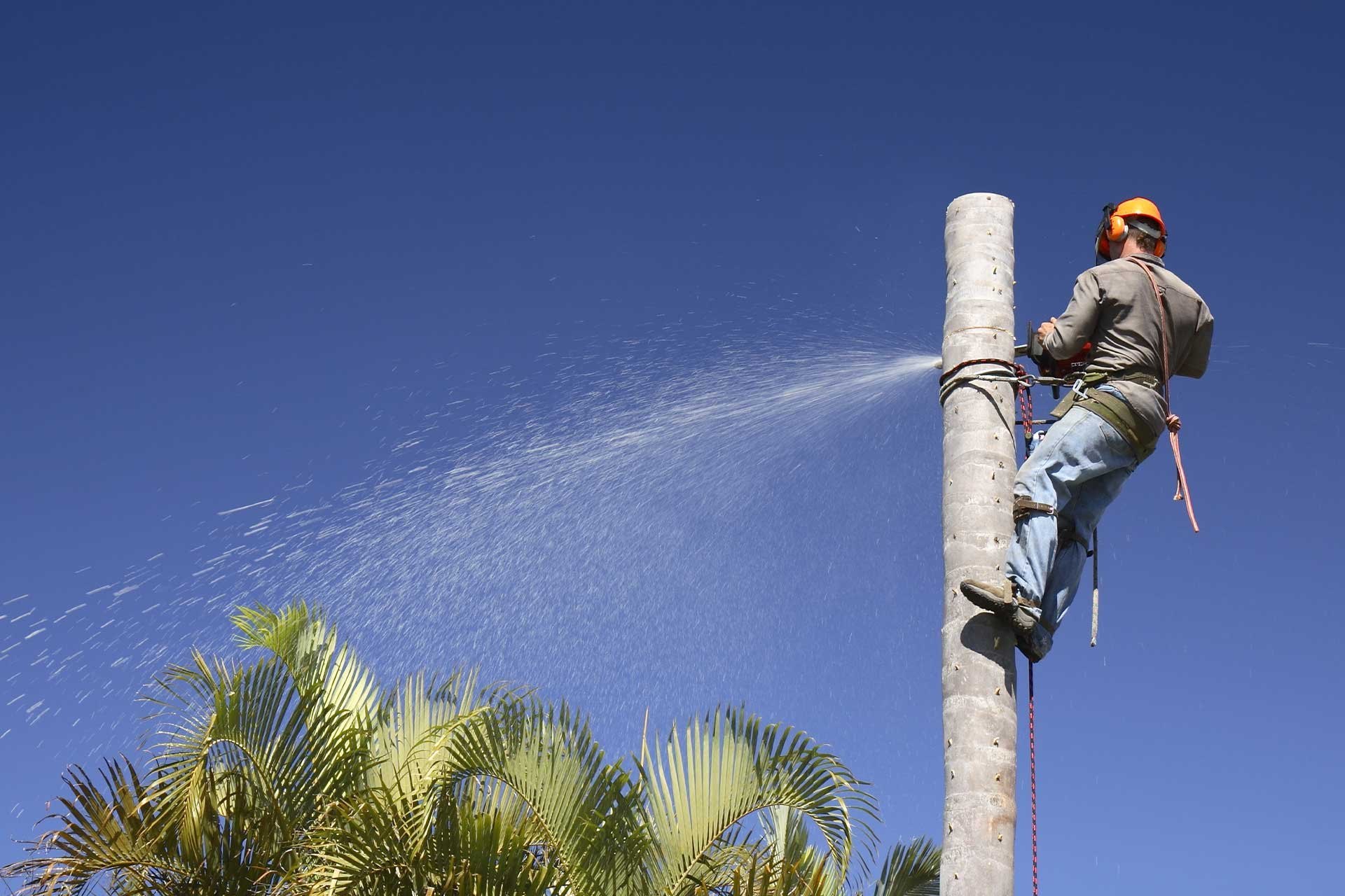 Tree Cutting Services