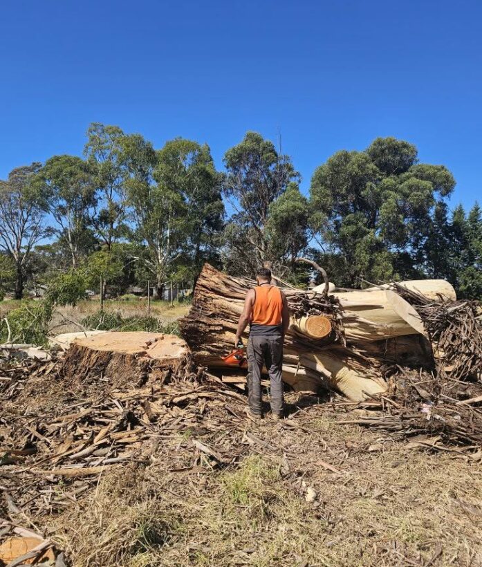Professional Tree Removal Services Melbourne